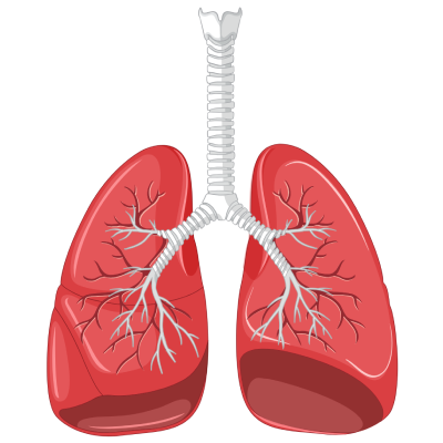 Lungs