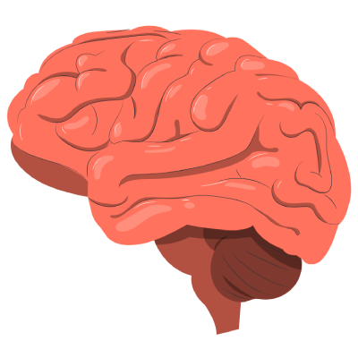 Brain